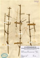 藏品(臺灣木賊)的圖片